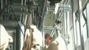 Промышленный убой свиней