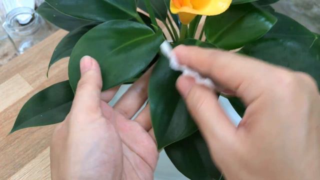 Don't Throw It Away! It Causes Anthuriums To Grow And Bloom Crazy смотреть онлайн