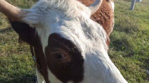 СИММЕНТАЛЬСКАЯ ПОРОДА КОРОВ#ХАРАКТЕРИСТИКА И ОПИСАНИЕ ЭТОЙ ПОРОДЫ#