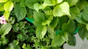 И снова хлороз на гортензии, как легко и быстро остановить хлороз любимых растений...