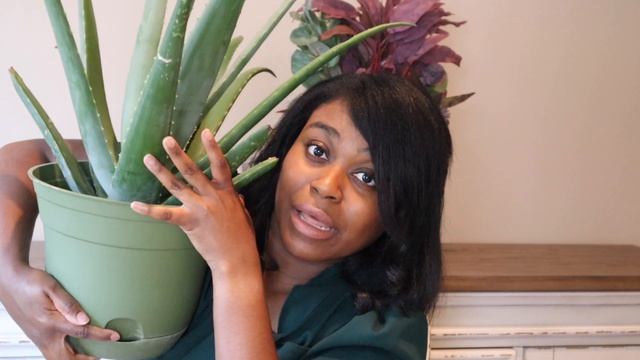 Aloe Vera Indoor Care | Succulents | Houseplants смотреть онлайн