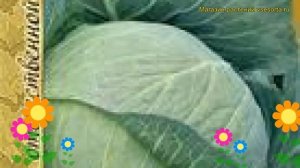 Капуста белокочанная Слава 1305. Краткий обзор, описание характеристик, где купить семена Slava 130