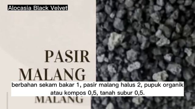 media tanam alocasia black velvet agar tumbuh subur смотреть онлайн