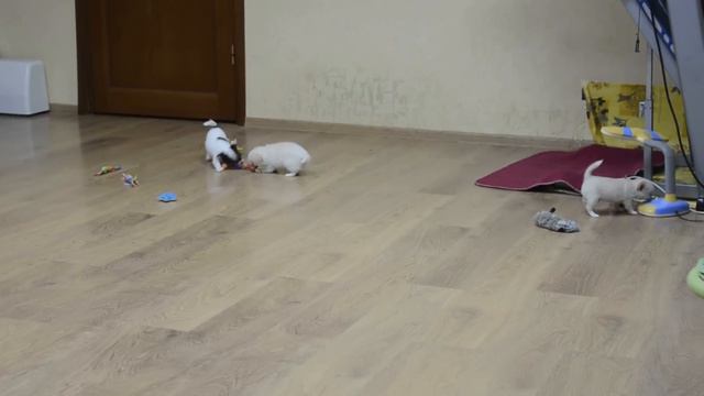 чихуахуа Favoretti kennel мальЧИШКАМ 2,5 мес смотреть онлайн