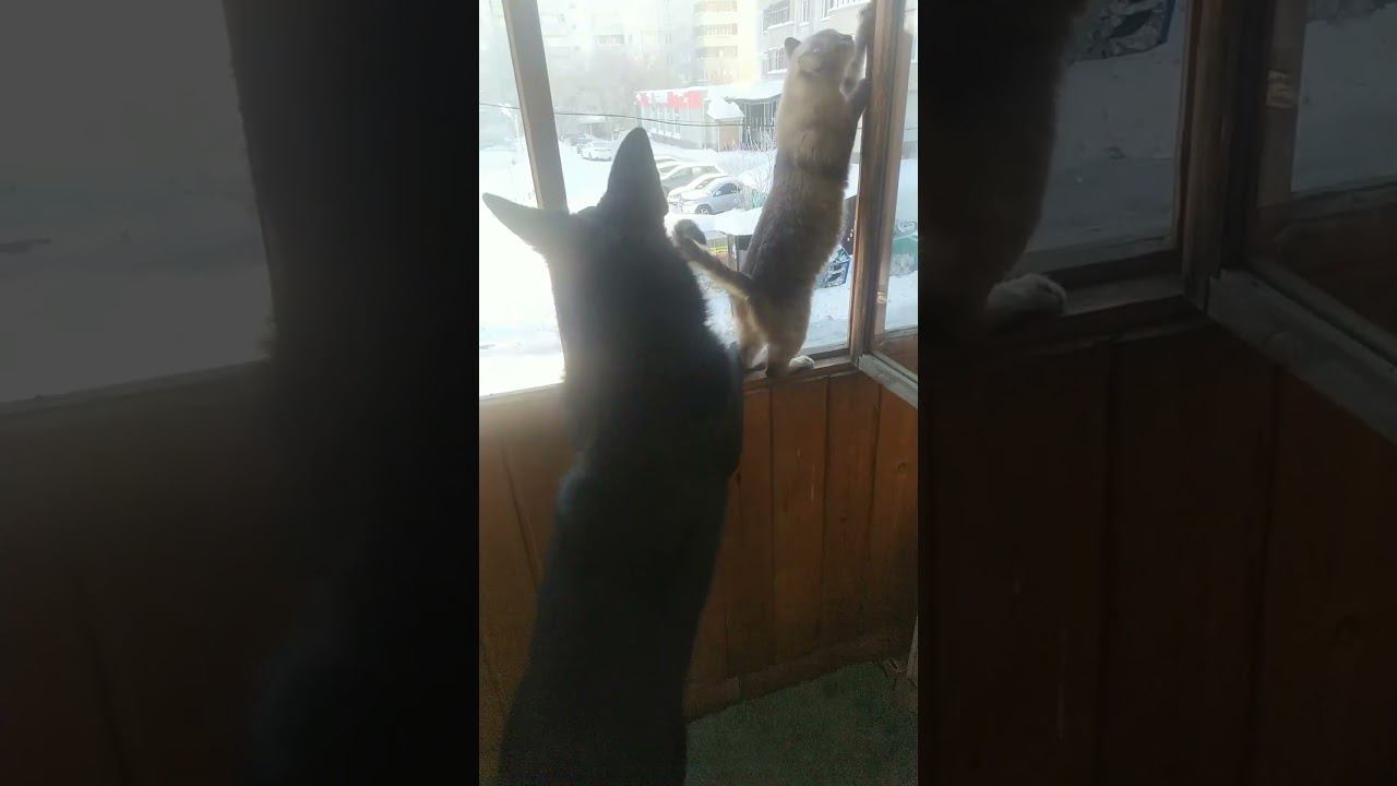 ВЕО черная Восточно Европейская Овчарка 14 смотреть онлайн