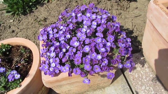 Aubrieta смотреть онлайн