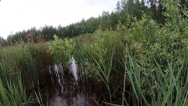 Ловля Ротана на Лесном Озере летом Рыбалка на боковой кивок смотреть онлайн