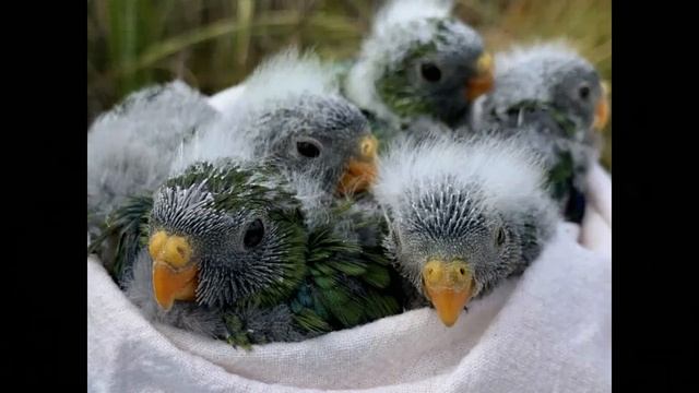 10 of the RAREST Animals on Earth смотреть онлайн