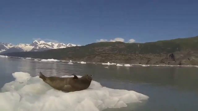 Бать тебе нормально? (Морж) смотреть онлайн