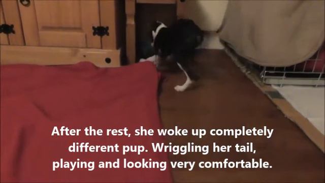 It is a GIRL!!! ~ Bringing our ITALIAN GREYHOUND HOME ~ First Day with our little pup Sister смотреть онлайн