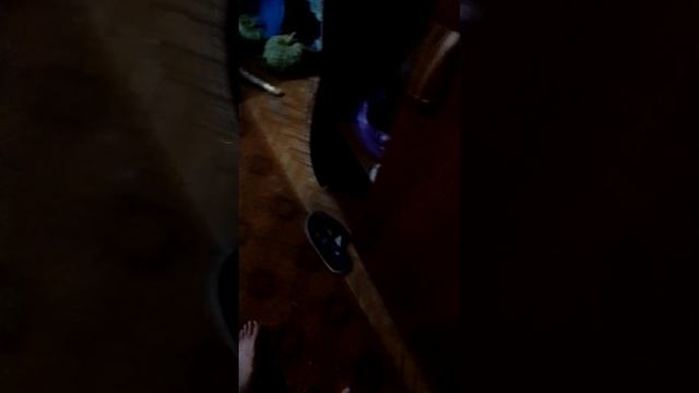 марас и Маруся играют в шуршащий мячик...,,,и как разбисить моих котов?????????❤️???????????? смотреть онлайн