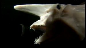 Goblin Shark - Squalo Goblin - Deep Water Shark - Squali Dagli Abissi