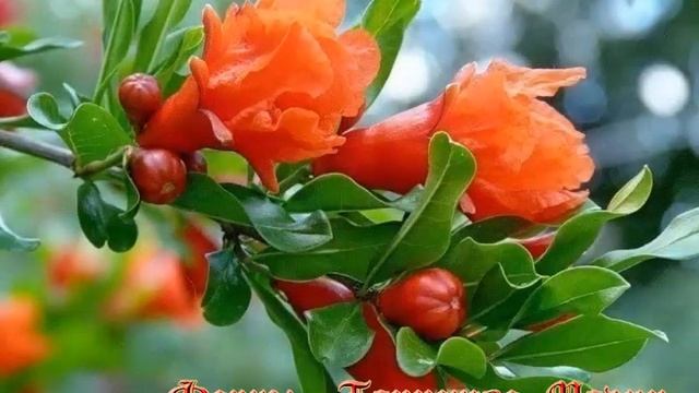 Легенды и Мифы о Гранате смотреть онлайн