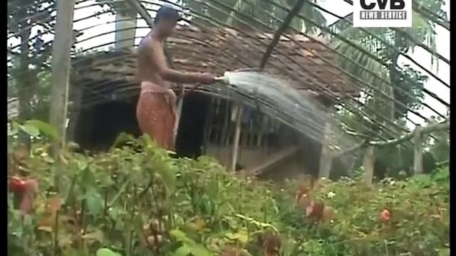 BENGAL ROSES IN HIGH DEMAND FOR CELEBRATIONS IN EUROPE смотреть онлайн