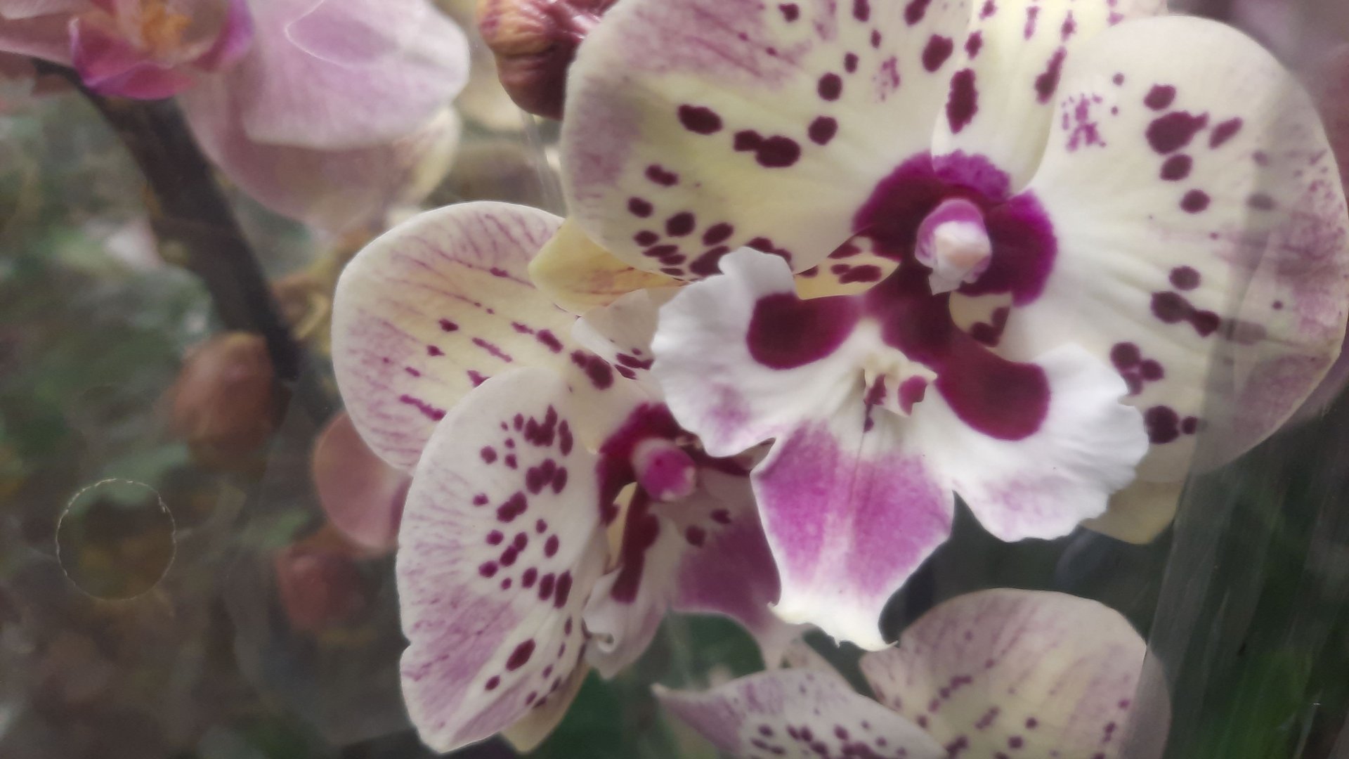 ЛЕРУА НОВАЯ АДЫГЕЯ.ОБЗОР ОРХИДЕЙ//05.05.24// смотреть онлайн