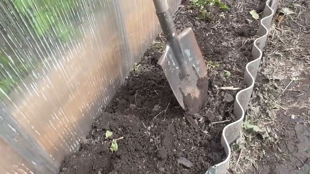 Ранний посев салата в открытый грунт. Ольга Чернова. смотреть онлайн