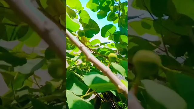 anjeer jannat ka furit ha смотреть онлайн