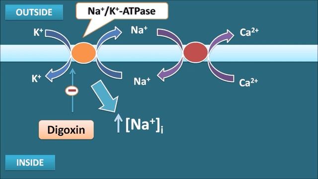 How Digoxin acts as Cardiotonic in Heart Failure.mp4 смотреть онлайн