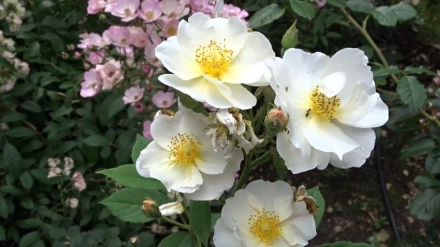 Rosa ´LENomina´Omi Oswald