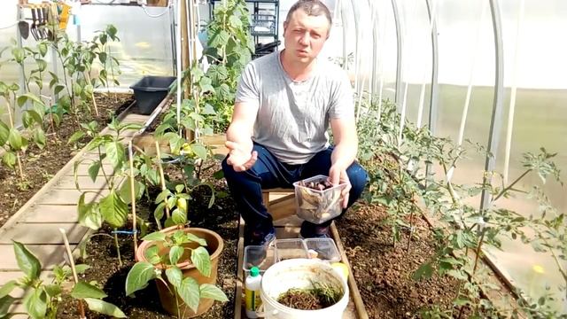 Зеленое удобрение или травяной настой.....Улучшенная формула!!!! смотреть онлайн