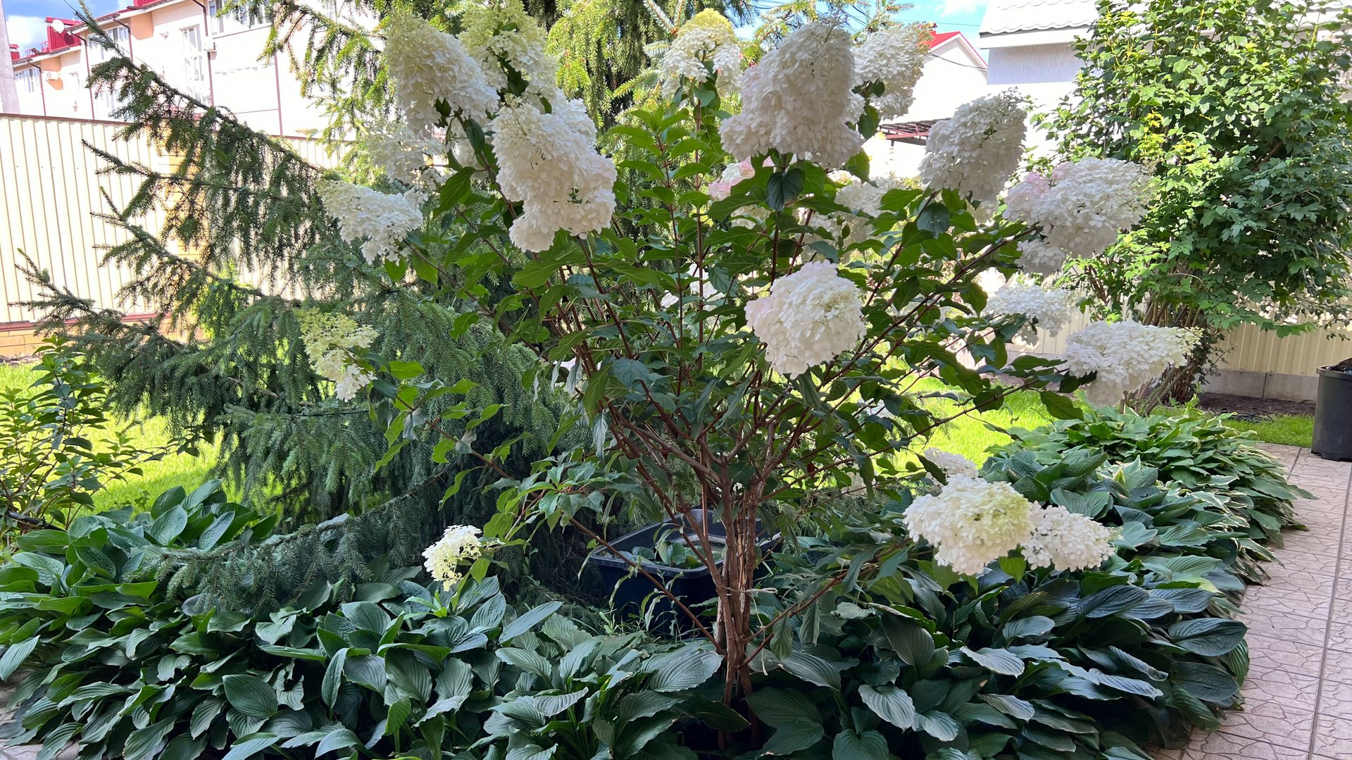 Гортензия метельчатая - посадка, уход, подробное описание растения. смотреть онлайн