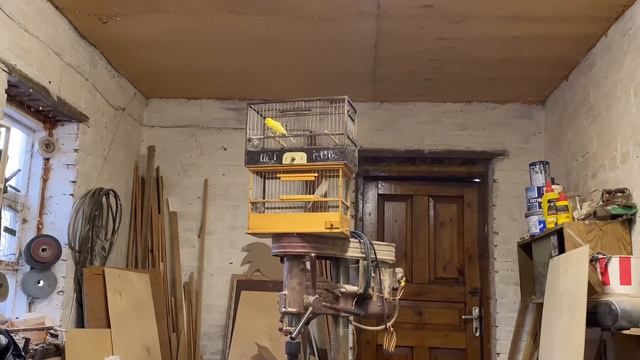 Пение кенаря смотреть онлайн