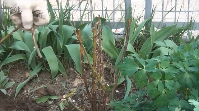 РОЗЫ посадка, обрезка, размножение черенкование, отводки смотреть онлайн