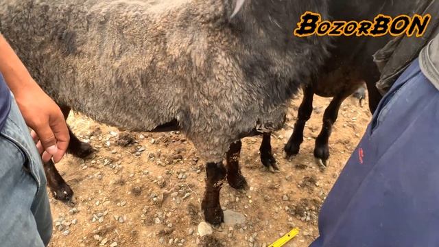 QURBON HAYITI YAQIN, QO'Y BOZOR NARXLARI QANDAY ? | CHO'JA BOZOR - SHAHRIXON