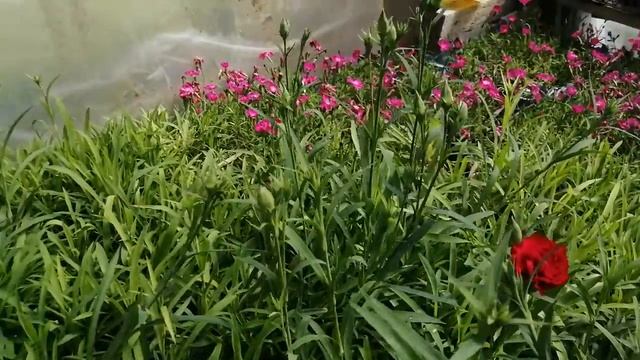 Гвоздика ампельная условия  для буйного цветения