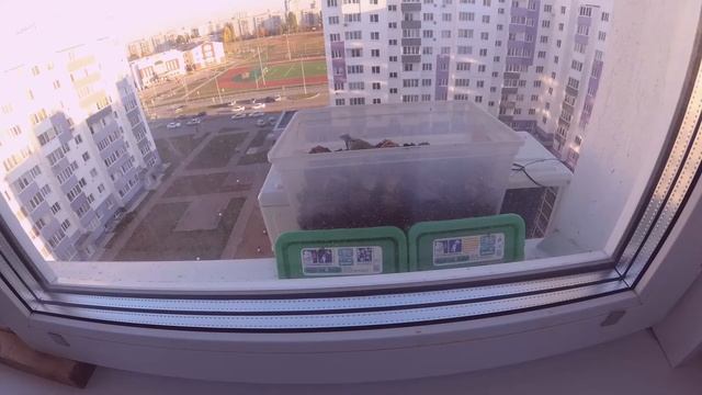 Птицы прилетают на окно смотреть онлайн