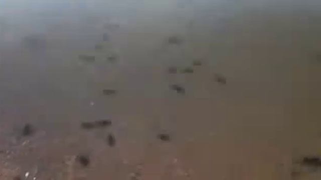 Кашкадан раки смотреть онлайн