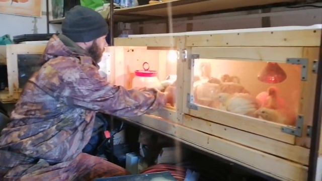 КОББ-500 Чехия. Это не птица, это птеродактиль! смотреть онлайн