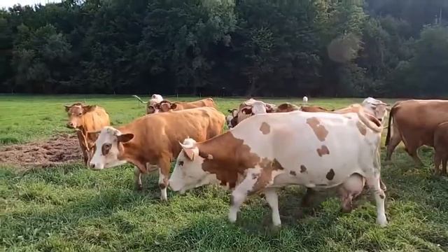 Звуки Коровы 30 минут-Мычание коровы на пастбище-Стадо коров на лугу-Farm animals смотреть онлайн