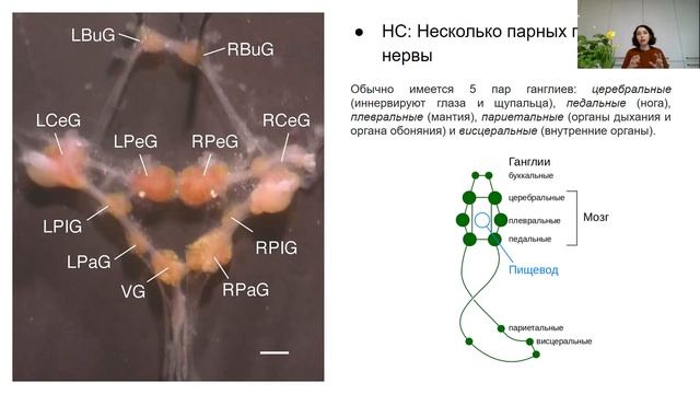 Урок "Тип Моллюски" - ЦТ, ЕГЭ, ЗНО смотреть онлайн