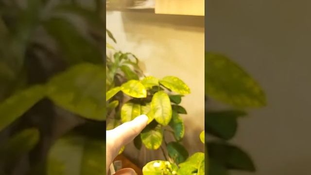 #Перец сладкий - выращивание на подоконнике. #Экзотика дома, обзор. смотреть онлайн