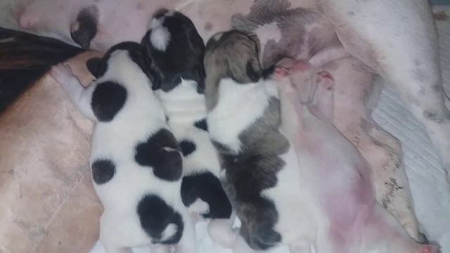 ЩЕНКИ ФРАНЦУЗСКОГО БУЛЬДОГА/ КОРМЛЕНИЕ