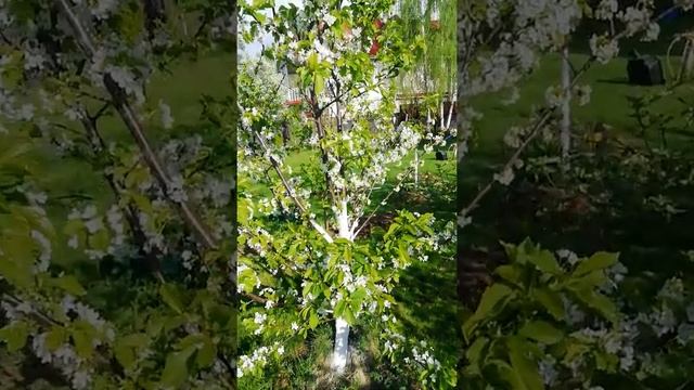 Черешня в цвету... Подмосковье 2021 15-Мая смотреть онлайн