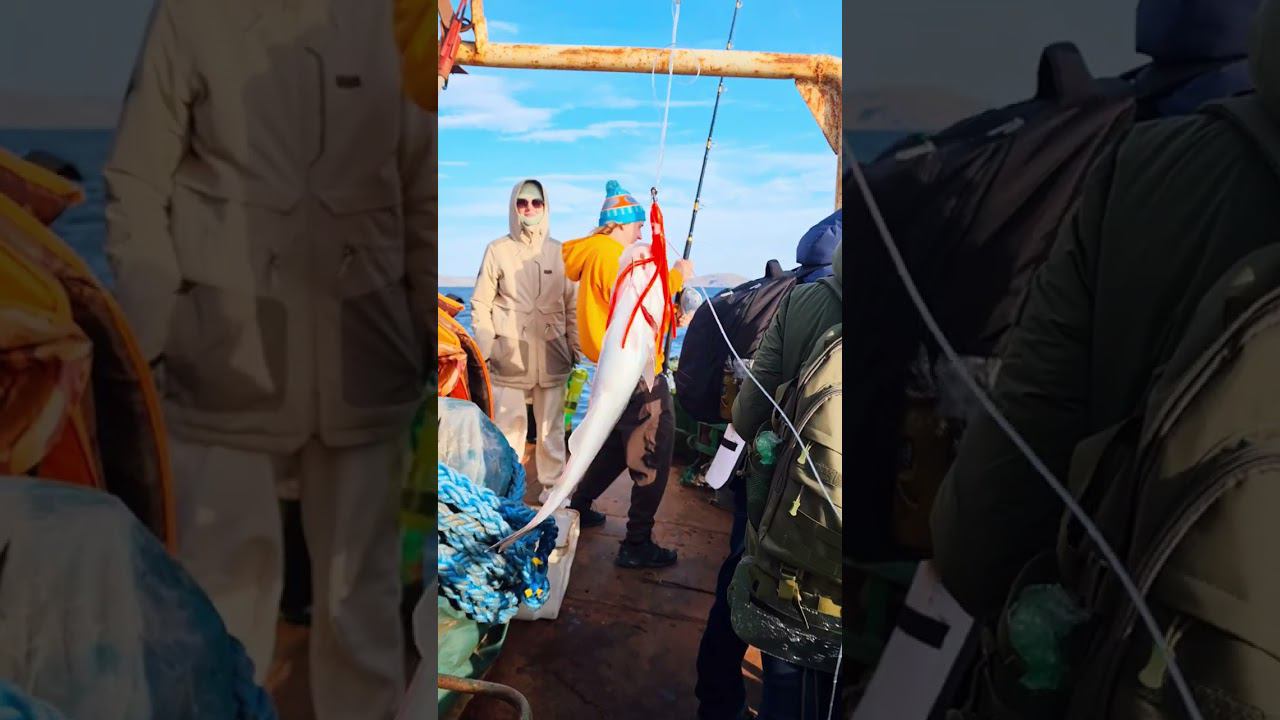 Туры Арктик Фридом