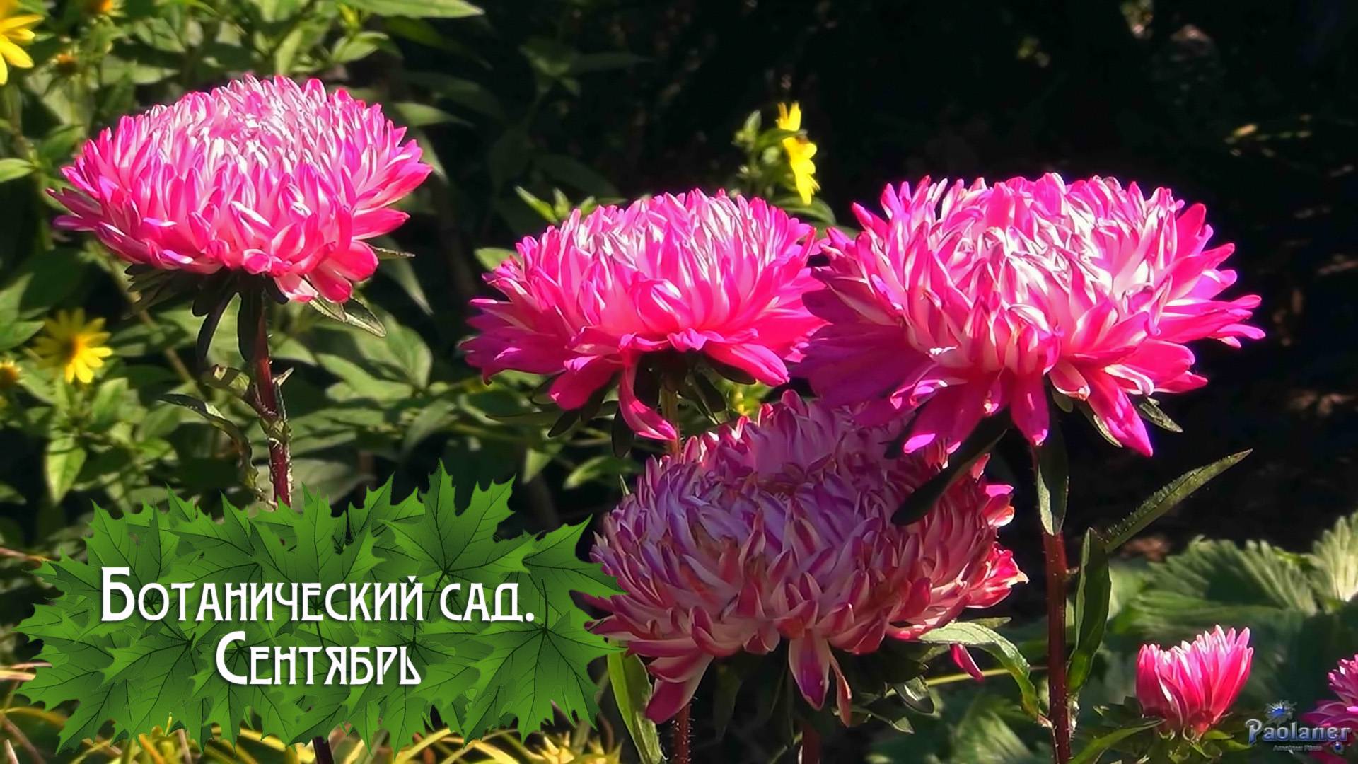 Ботанический сад. Сентябрь (2024) смотреть онлайн