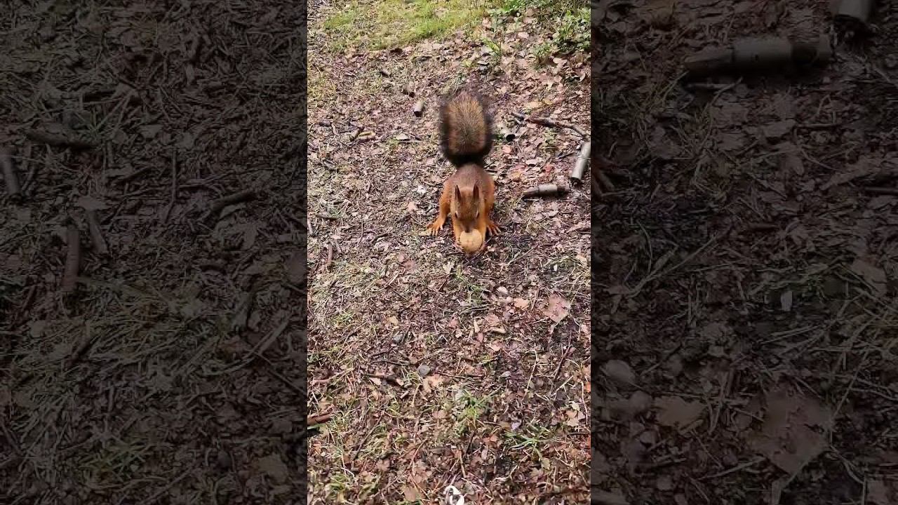 ▷Белка убежала с орехом◁ смотреть онлайн