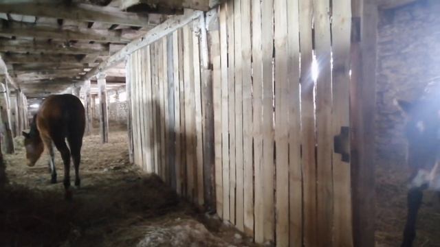 Продажа жеребят полутяжиков в Киргизию смотреть онлайн