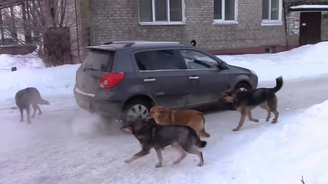 Пос.Васильево.Местные Братья наши меньшие.(ЭКСТРИМ). смотреть онлайн