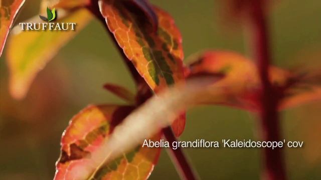 Abelia Grandiflora 'Kaleidoscope' : Plantation Et Entretien  - Truffaut