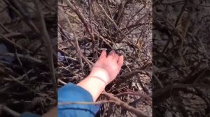 Обрезка смородины весной ✂️?