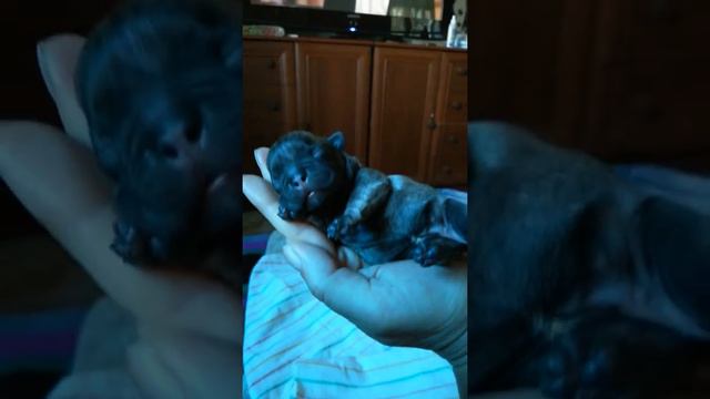 Голубой малыш! Родился сегодня!!!!https://www.youtube.com/channel/UChtBb330ZRibRH9bcHEGlhw смотреть онлайн