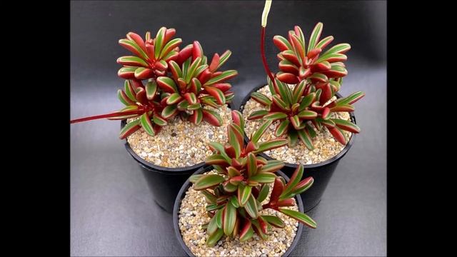 Peperomia Graveolens