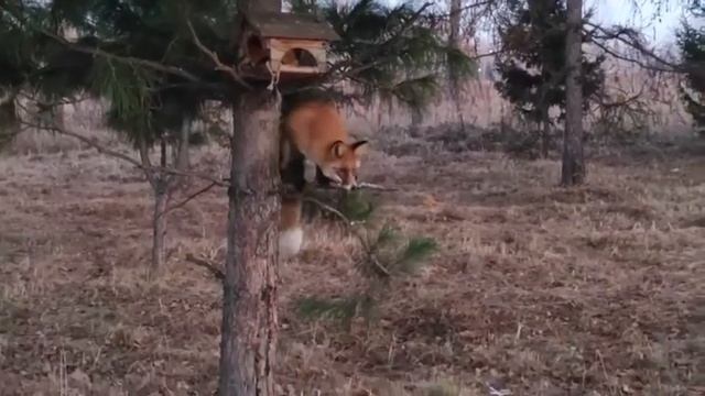 На Татышев-парке в Красноярске лиса запрыгнула на дерево! Видео Надежды Напалковой смотреть онлайн