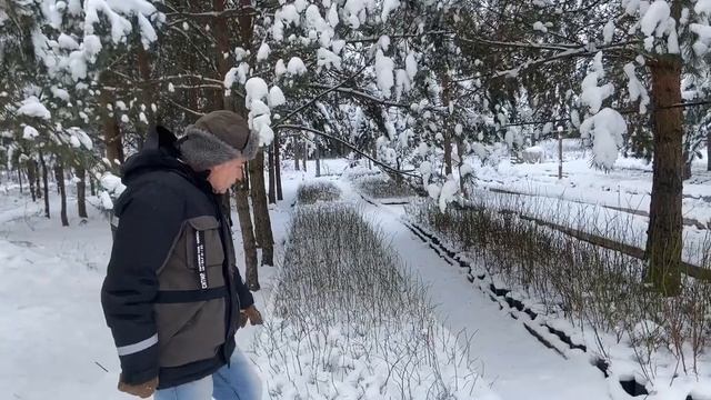 Когда лучше заказывать саженцы голубики смотреть онлайн