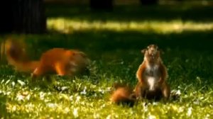 Реклама Сникерс Белка