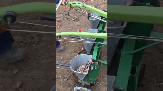 Посадка чеснока смотреть онлайн